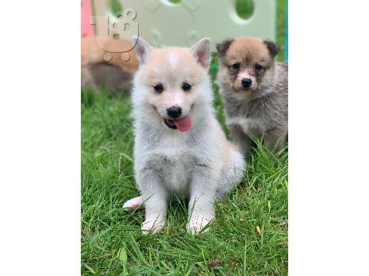PoulaTo: Διατίθενται όμορφα κουτάβια Pomsky.